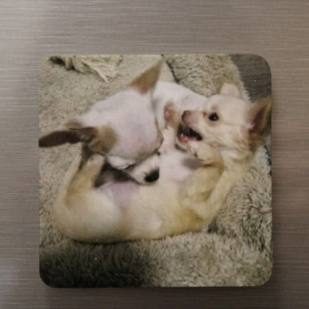 magneet vierkant met een foto van 2 hondjes die aan het spelen zijn-foto, tekst, logo of eigen ontwerp zijn mogelijk- ook verkrijgbaar in hartvorm magneet