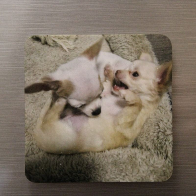 magneet vierkant met een foto van 2 hondjes die aan het spelen zijn-foto, tekst, logo of eigen ontwerp zijn mogelijk- ook verkrijgbaar in hartvorm magneet